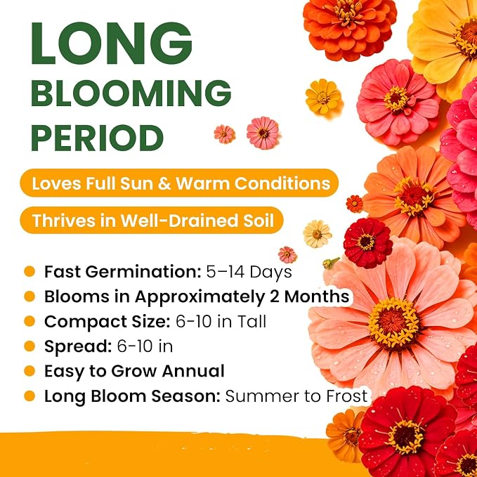Dwarf Zinnia Seeds for 2026 Planting, 6000+ Flowers Seeds, 6 Vibrant Colors Mix & Large Bloom, Heirloom Wildflower Seeds for Pollinator Garden Outdoor Borders, Easy to Grow Annual Flowers