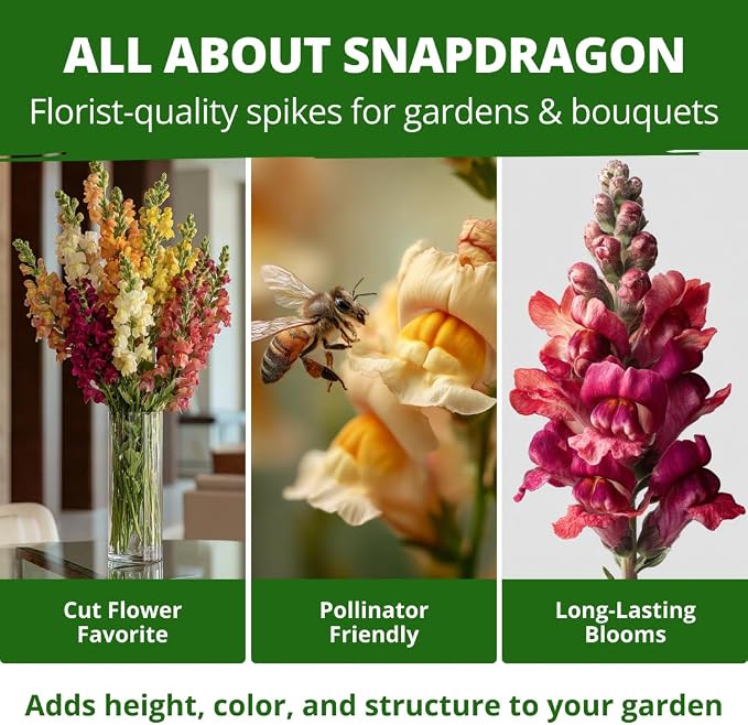 HOME GROWN Snapdragon ‘Tetra’ 7000 Seeds 1.1g Snapdragon Seeds Perennial Tall Flower Seeds to Plant Outside – Vibrant Mixed Colors, Cottage Gardens & Seasonal Bedding Displays (Antirrhinum majus)