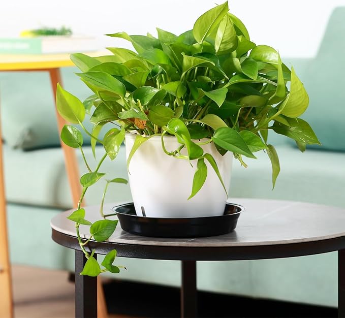 50 Packs 10 Inches Large Plant Saucers for Indoor Outdoor Use Heavy Duty Plastic Plant Plate Dish for Planter Bulk Round Flower Pot Drip Trays to Catch Water 4 to 20 Inch, Black