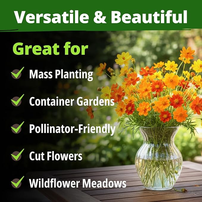 HOME GROWN Cosmos Bright Lights Mix Seeds – 5000 Sulphureus for Planting Spring 2026, Refined Wildflower Herb Seed Mix, Easy Grow Outdoor Flower for Gardens