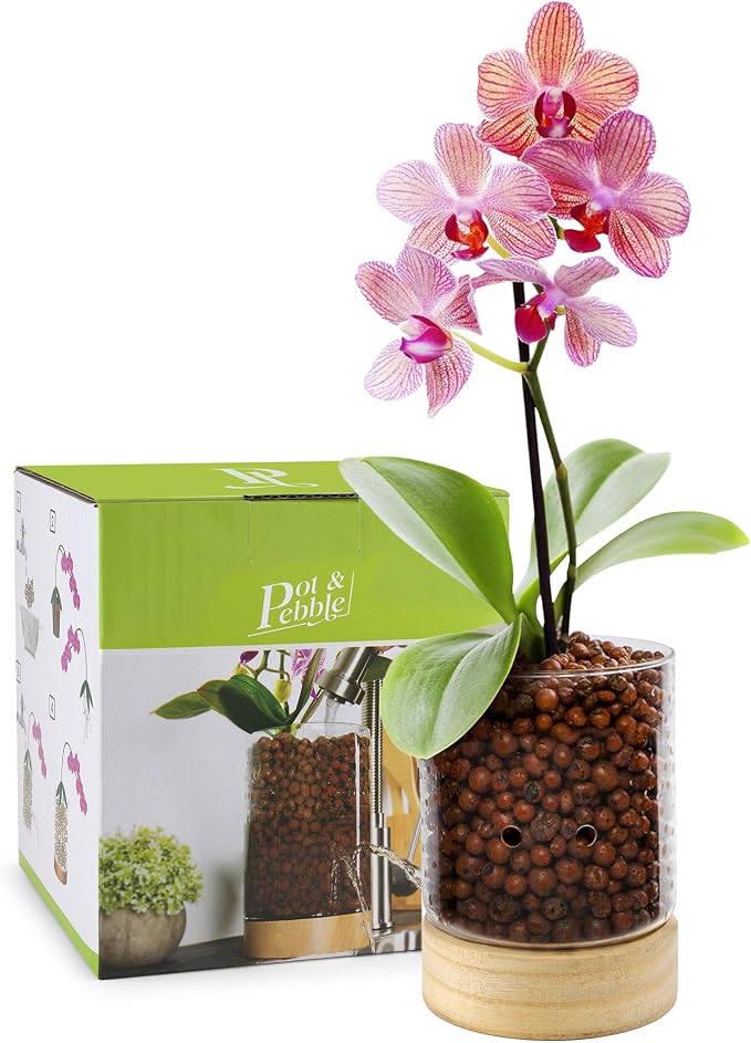 Pot & Pebble C3 Glass Orchid Pot, Wood Base - LECA Semi-Hydroponic Planter