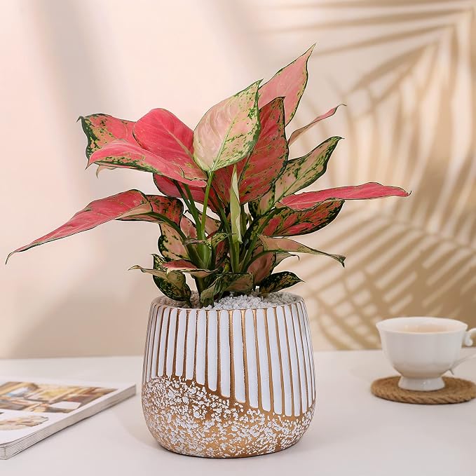 Vanavazon 2-Pack Cement Plant Pots for Indoor Plants,6 Inch Flower Pots with Drainage Holes for Houseplants,Succulents, Snake Plants (White Gold)