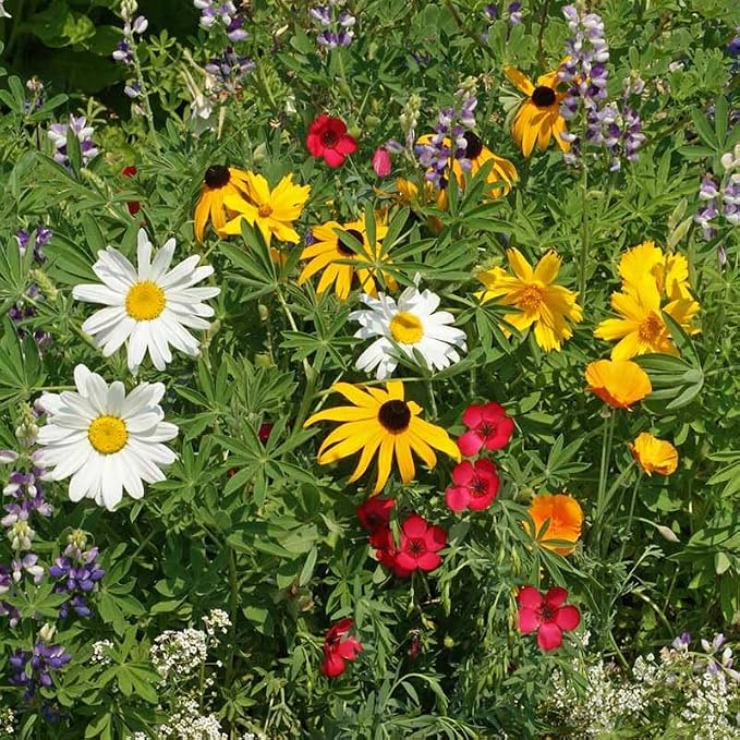 Eden Brothers Native Pacific Northwest Wildflower Seed Mix, 1oz, 14 Pacific NW Wild Flower Seed Varieties, 100% Pure Seed No Fillers, Seeds for Planting Outdoors, Attracts Pollinators & Hummingbirds