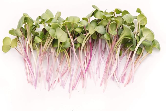 Rainbow Radish Sprouting Seed Mix | Heirloom Non-GMO Seeds for Sprouting & Microgreens | Contains Red Arrow, Purple Triton & White Daikon Radish Seeds 1 LB Resealable Bag | Rainbow Heirloom Seed Co.