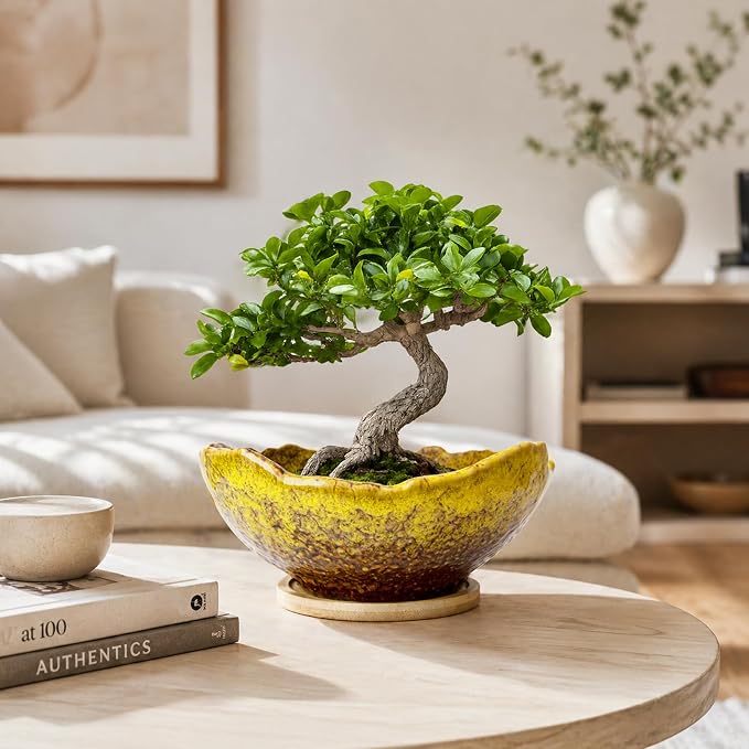 ARTKETTY Bonsai Pots - 9.06 Inch Large Plant Pots, Unique Succulent Pots with Drainage Tray, Ceramic Planters for Indoor Cactus Flower Plants Round Bonsai Tree Pots Decorative Home Office