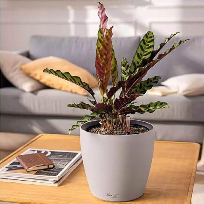 Lechuza Classico Color LS 43 Slate, Self-Watering Round Planter, D16.9 H15.4 in