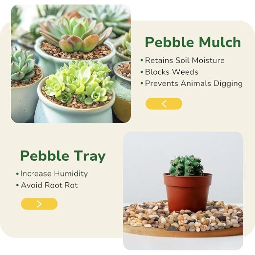 GreatBuddy 2.5-lb Decorative Rocks for Plants, 1/5" Pea Gravel for Fish Tanks, Aquariums, Terrarium, Drainage Pebbles for Potted Plants, Succulents, Garden Landscaping, Crafts, Indoor&Outdoor