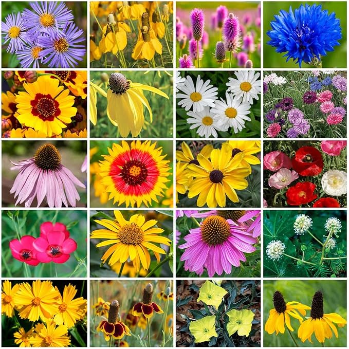 Grow Your Own Vibrant Annual and Perennial Wildflower Garden Seeds Mixture, Varieties for Pollinators and Spring Gardens - Midwest Regional Mix, 1/4 lb