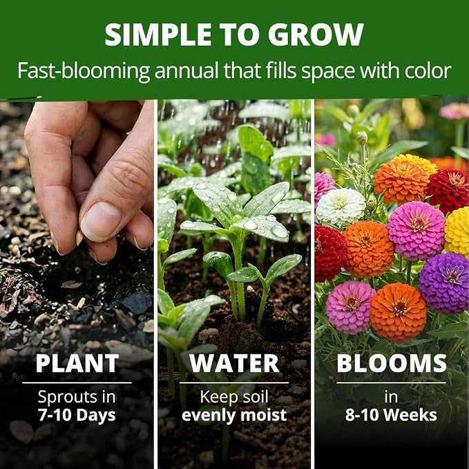 HOME GROWN Lilliput Mix Zinnia Seeds for Planting, 8450 Seeds (57g), Heirloom Non-GMO Double Dwarf Pompon Blooms for Containers, Borders, Cut Flowers & Pollinator Gardens (Zinnia elegans)