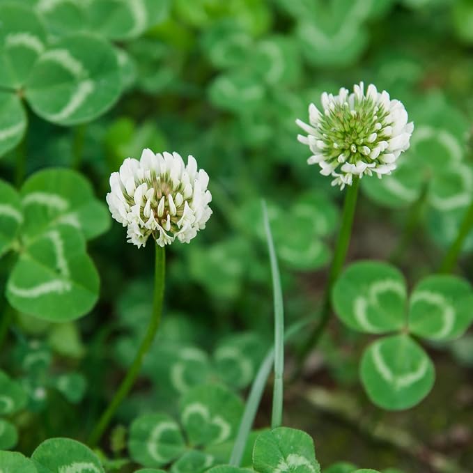 Groundio Perennial White Dutch Clover Seeds for Lawn, 2 LB Ground Cover Clover Trifolium Repens Nitrocoated and Inoculated Seeds, Attracts Pollinators
