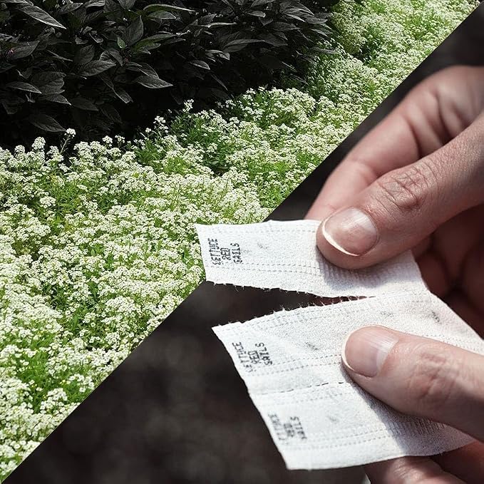 Park Seed Easy DIY Planting Sow Effortless Collection Seed Tape, Sweet Alyssum Snow Crystals, 15 Feet