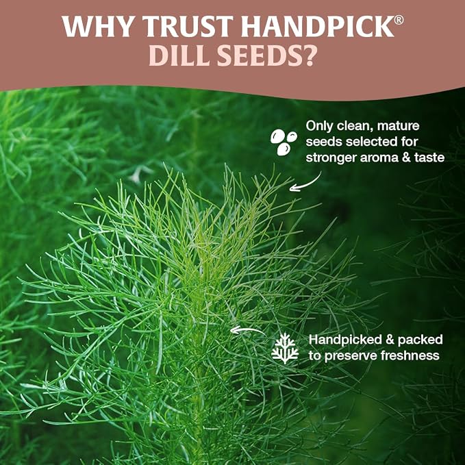 HANDPICK Dill Seeds (397g/14oz) Non GMO, Gluten Free, 100% Raw, Sourced from India, For Cooking, Drinks, Packed in Resealable Ziplock Pouch | For Pickling