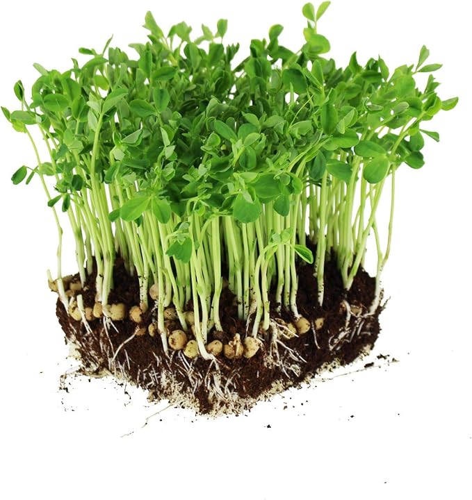 Mountain Valley Seed Co Dun Pea Seeds – 5 LB Bulk Non-GMO, High-Germination | Microgreens, Pea Shoots, Cover Crops, Gardening, Sweet Crisp Sprouts, Protein-Rich Fodder, Green Manure, Soil Enrichment