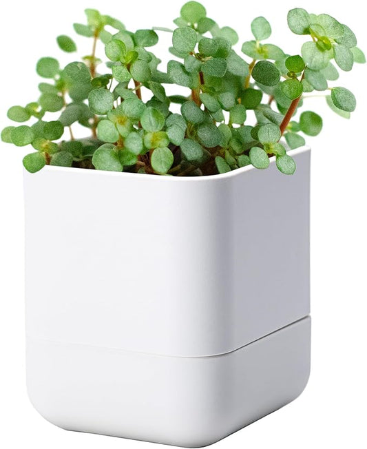 Phoenix Vine 4.5 Inch Wall Mounted Self-Watering Planter Pot for Indoor Houseplants and Herbs | Hanging Planter for Window Sills, Bathroom Walls, Home & Office Décor, White, Set of 1, 01-B-D-1
