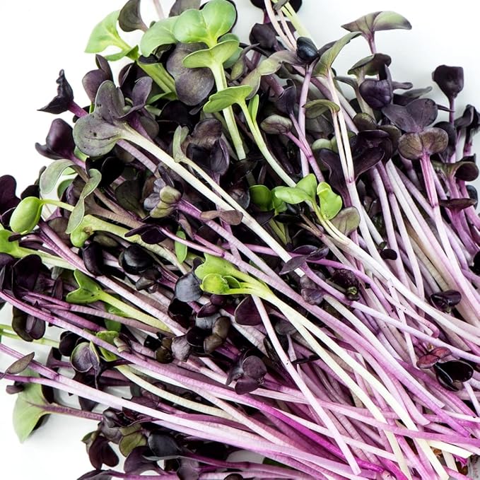 Todd's Seeds Rambo Radish Sprouting Seeds, 1/2 lb – Non-GMO | Striking red/purple sprouts. Ready in 5 days. High concentration of vitamins. Great for salads, sandwiches & sushi.