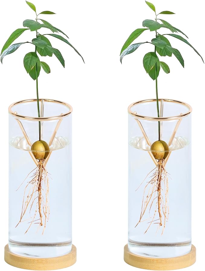 Bylion 2 Pack Avocado Tree Growing Kits - Avocado Growing Vase - Avocado Seed Starter Vase Glass Plant Pot Easy Seed Sprout Starter Gift for Women Gardening Lovers Home Office Table Decoration (Gold)
