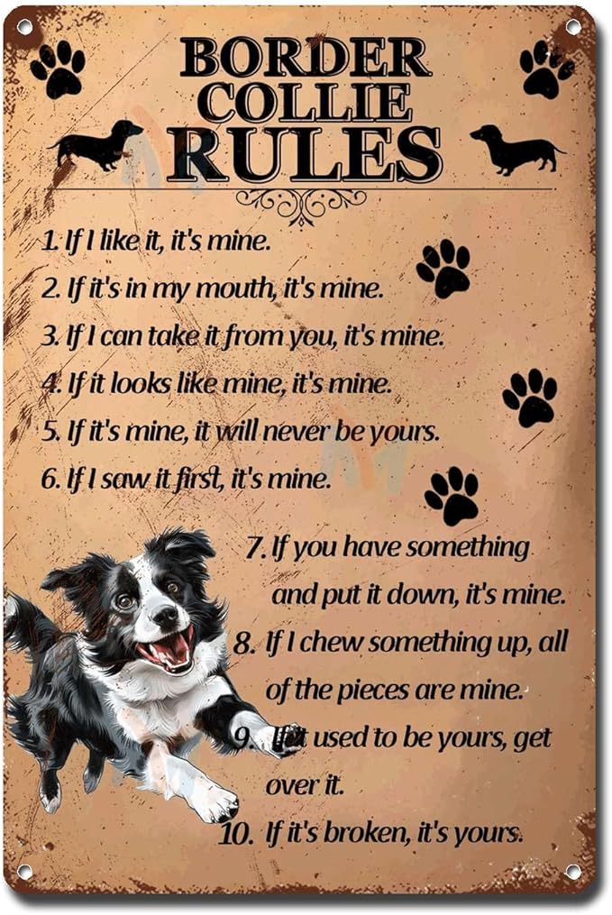 Metal Sign Tin Sign Vintage Wall Art Border Collie Rules Tin Sign Gift for Room 8×12 Inches