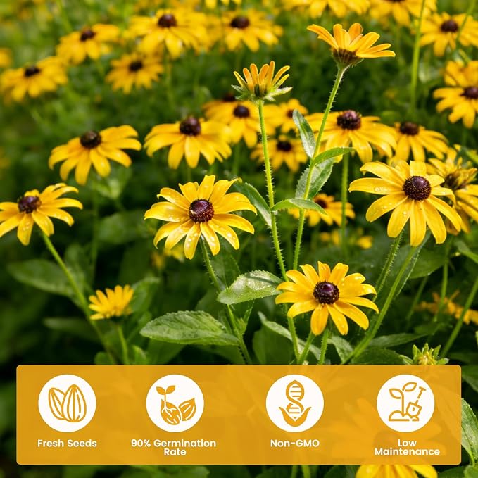 120,000+ Black Eyed Susan Seeds for Planting, Perennial Wildflower Seeds for Pollinator Gardens, Heirloom Flower Seeds to Plant Outside & Inside, Borders, Containers, Rudbeckia hirta