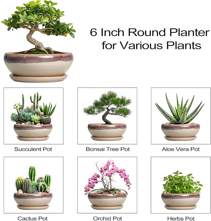 SQOWL Small Bonsai Pots - 6 Inch Ceramic Plant Pots for Succulents, Shallow Planter with Drainage Hole and Saucer, Round Planters for Indoor Outdoor Cactus Plants, House Decor, Birthday Gifts, Beige