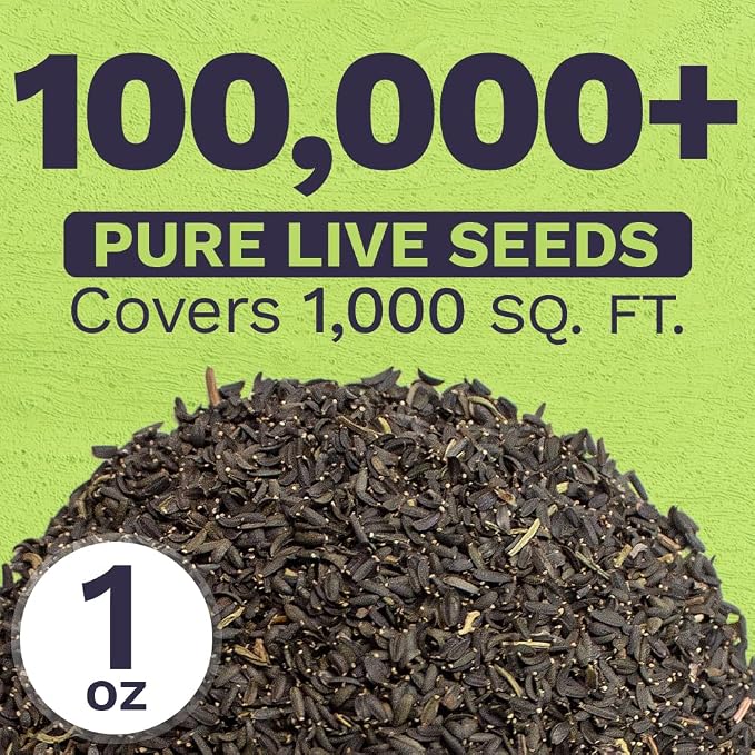 Plains Coreopsis Seeds – Native Flowers – Extra Large Packet – Over 100,000 Open Pollinated Non-GMO Wildflower Seeds – Coreopsis tinctorial
