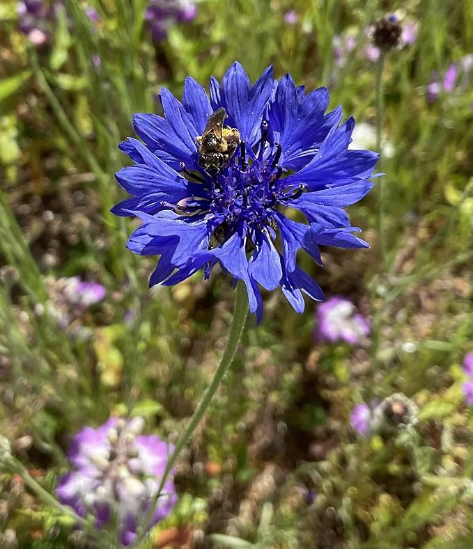 Eden Brothers The Bees Knees Pollinator Wildflower Seed Mix, 1 lb (543,000+ Seeds) - Throw and Grow - 100% Pure, No Fillers - 18-Variety Non-GMO Annual + Perennial, Covers up to 4,500 SqFt, Zones 3-10