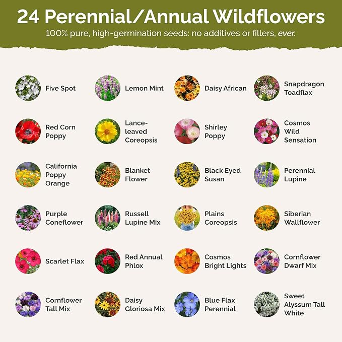 Eden Brothers North Carolina Wildflower Mixed Seeds for Planting, 1 lb, 480,000+ Seeds with Cornflower, African Daisy | Attracts Pollinators, Plant in Spring or Fall, Zones 3, 4, 5, 6, 7, 8, 9, 10