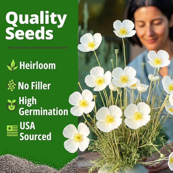 HOME GROWN California Poppy Ivory Castle 2500 Seeds 3.3g 2026 Spring Flower Seeds for Planting Outdoors, California Poppies, Bulk Perennial Self-Seeding Flower Seeds (Eschscholzia Californica)