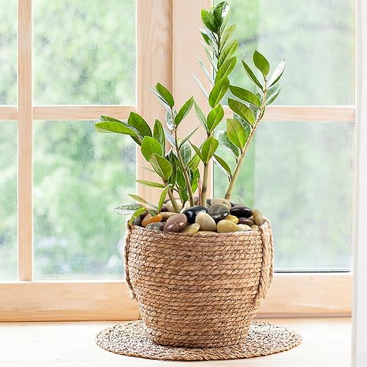 FANTIAN 5 lbs Large River Rocks for Plants, 2-3 inch Polished Pebbles for Indoor Plants, Decorative River Stones for Planters Vase Aquarium and Outdoor Garden Landscaping Rocks
