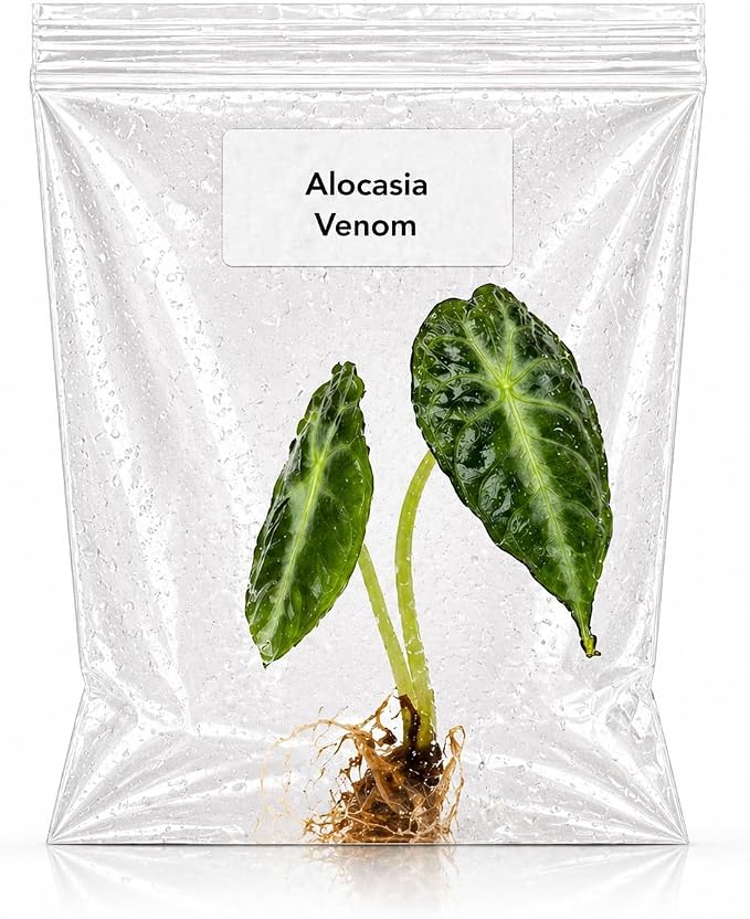 Rare Alocasia Venom Tissue Culture Starter Live Plants, Exotic Tropical Plant for Collectors and Indoor Plant Displays