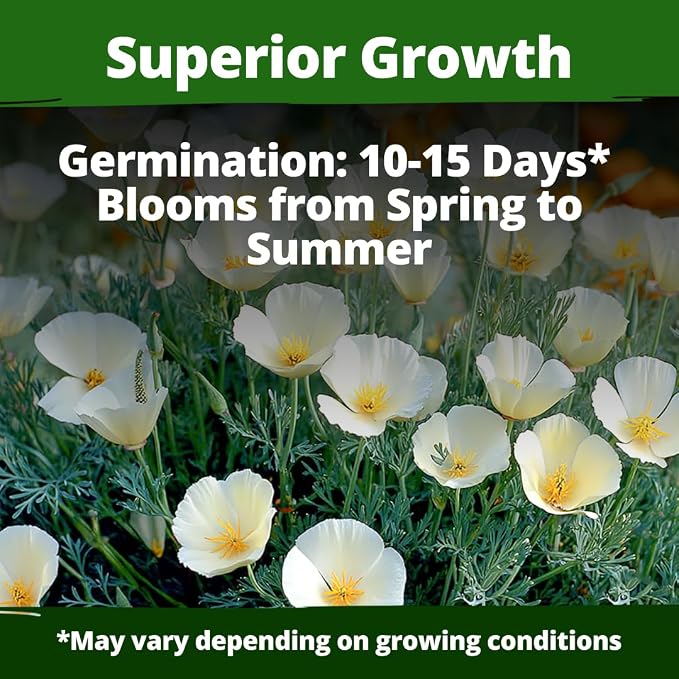 HOME GROWN California Poppy Ivory Castle 2500 Seeds 3.3g 2026 Spring Flower Seeds for Planting Outdoors, California Poppies, Bulk Perennial Self-Seeding Flower Seeds (Eschscholzia Californica)