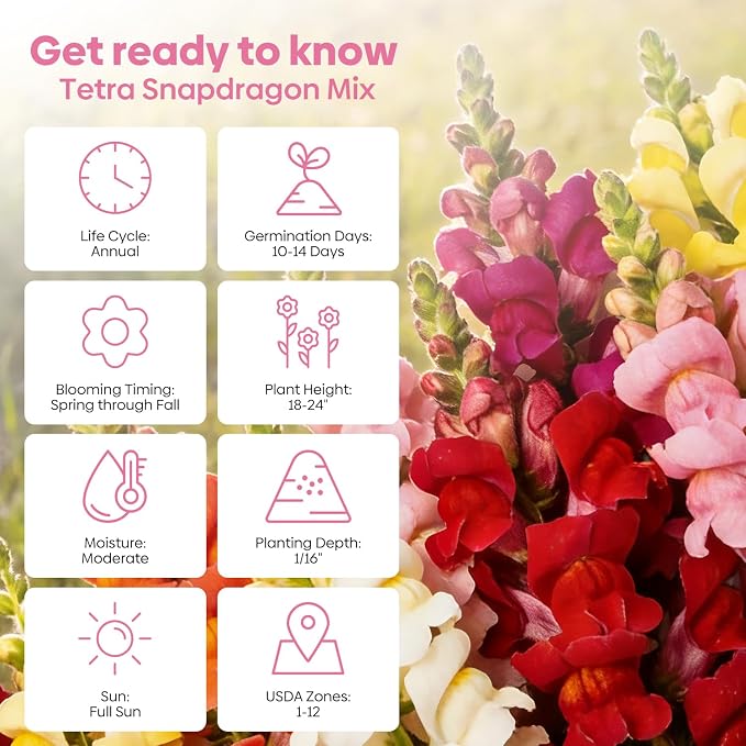 Groundio Mix Snapdragon Seeds Tetra, 1500+ Vibrant Perennial Snapdragons Mixed Colors, Annual Wildflower Seeds, Ideal for Garden, Containers (Antirrhinum Majus)