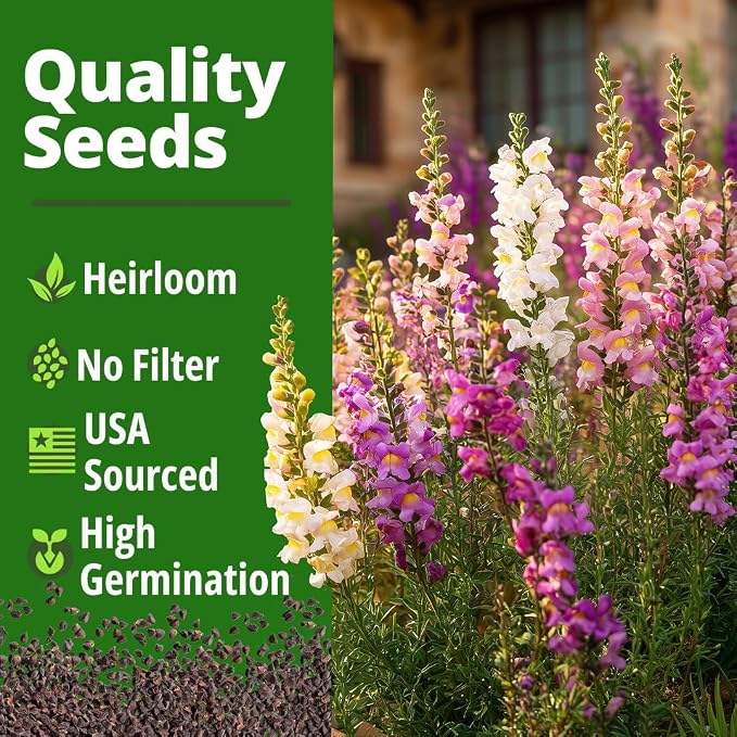 HOME GROWN Snapdragon Fairy Seeds – 10000 Snapdragon Seeds for Spring Planting 2026, Dwarf Plants, Long Blooming Flower Seed for Garden Beds, Pollinator Friendly (Antirrhinum Majus)