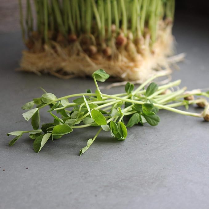 Dun Pea Seeds – 18 g LB Bulk – Non-GMO, High-Germination for Microgreens, Pea Shoots, Cover Crop, & Gardening – Sweet & Crisp Sprouts, Protein-Rich Fodder, Fast-Growing Green Manure, Soil Enrichment
