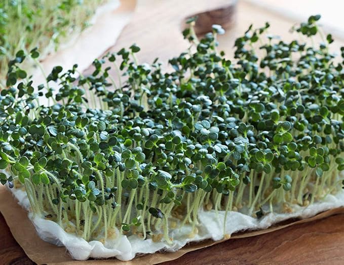 16 oz Broccoli Seeds, Non-GMO, Sprouting Sprouts Microgreens, Pure Seed, Country Creek LLC. Brand.
