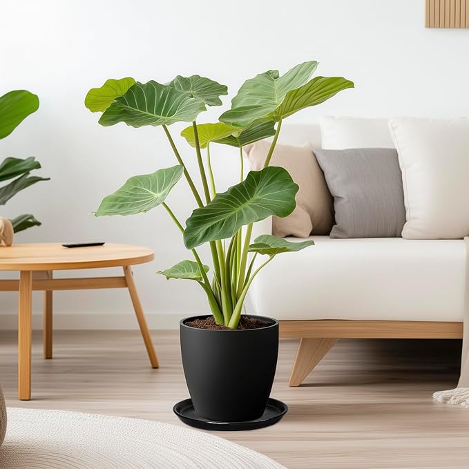 Plant Trays for Indoors No Holes - Ceramic Plant Saucers 12 inch Plants Water Catcher Trays Drainage Large Plant Pot Saucers Decorative Flower Pot Saucers 2 Pack Black