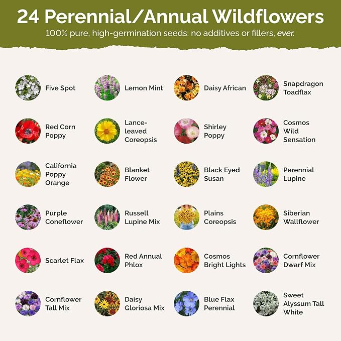 Eden Brothers Louisiana Wildflower Mixed Seeds for Planting, 1/4 lb, 120,000+ Seeds with Lupine, African Daisy | Attracts Pollinators, Plant in Spring or Fall, Zones