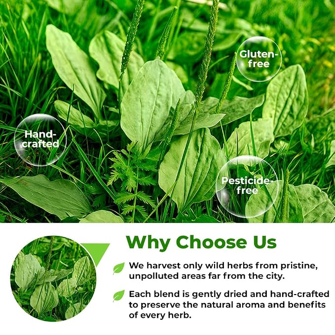 30 Bags Plantain Leaf Herb Tea Dried Plaintains Leaves (Plantago Major) - 30 Count 2g Tea Bags Greater Broadleaf Plantain Leaf Llanten