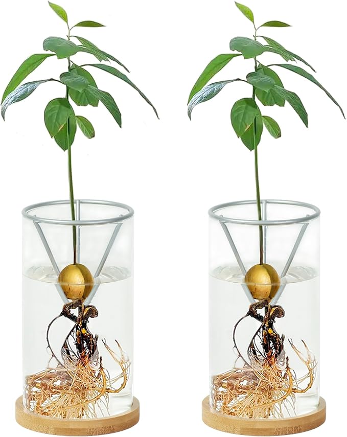 2 Pack Avocado Tree Growing Kits, Avocado Growing Vase Wooden Base Avocado Seed Starter Vase Glass Plant Pot Easy Seed Sprout Starter Gift for Women Gardening Lovers Home Office Table Decoration