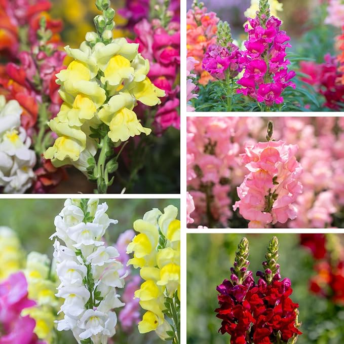 10000+ Snapdragon Seeds Bulk Pack, 5-Color Mixed Snapdragon Flower Seeds for Planting, Antirrhinum Majus Seeds for Borders, Pots, Flower Beds & Cut Flower Gardens, Instructions Included