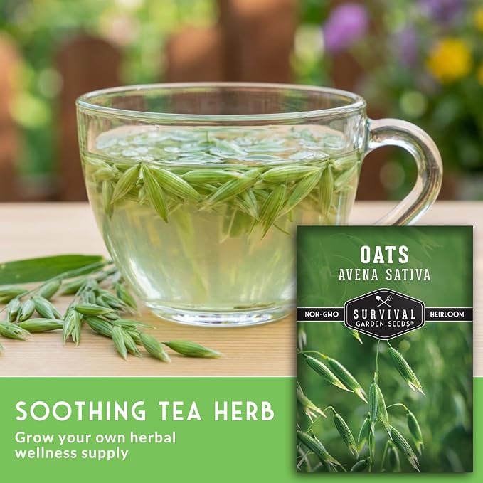 Oat Seeds for Planting – Heirloom Avena Sativa Milky Oats Medicinal Herb & Oatstraw for Tea, Tinctures, and Cover Crops – Heirloom Non-GMO Seeds – Survival Garden Seeds (3 Packs)