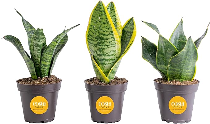 Costa Farms Live Snake Plant 3-Pack, Mother in Law’s Tongue Sansevieria Indoor Houseplants in Potting Soil, Low Light Room Decor, Easy Care Succulent Clean Air Plants for Home Office, 8-12 Inches Tall