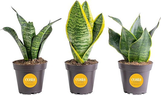 Costa Farms Live Snake Plant 3-Pack, Mother in Law’s Tongue Sansevieria Indoor Houseplants in Potting Soil, Low Light Room Decor, Easy Care Succulent Clean Air Plants for Home Office, 8-12 Inches Tall