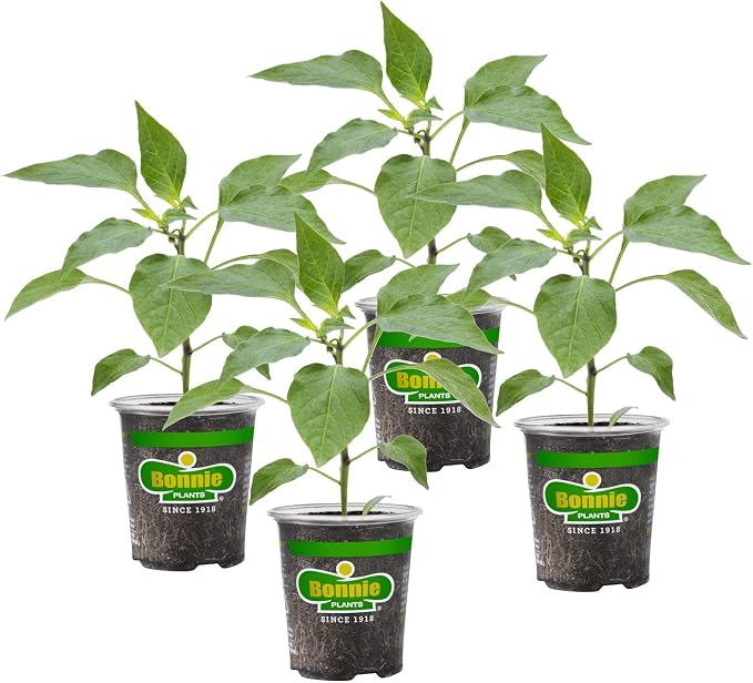 Bonnie Plants Yellow Bell Pepper Live Vegetable Plants - 4 Pack, Non-Gmo, 2 - 3' Plants, 4.5 x 4" Pepper Size