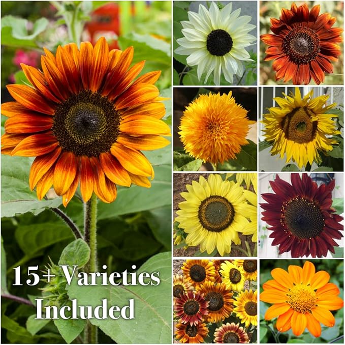 Seed Needs Butterfly Garden Variety Pack of 4 Flower Seeds for Planting