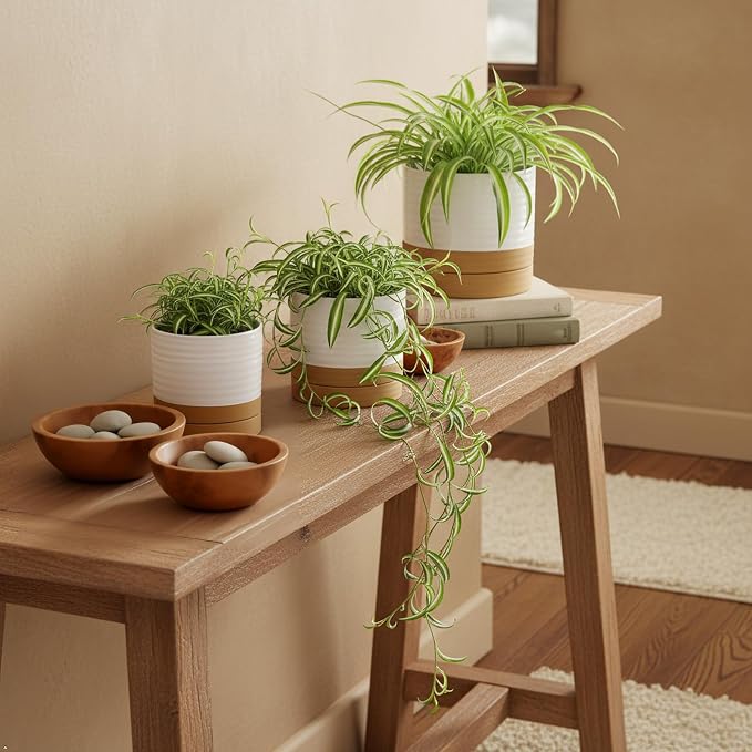HASENSE Planters for Indoor Plants, 8+6+4.6 Inch Ceramic Plant Pots Indoors with Drainage Hole and Tray, Dual Contrast Glaze Flower Planters for Herb Snake Succulent, Set of 3, White