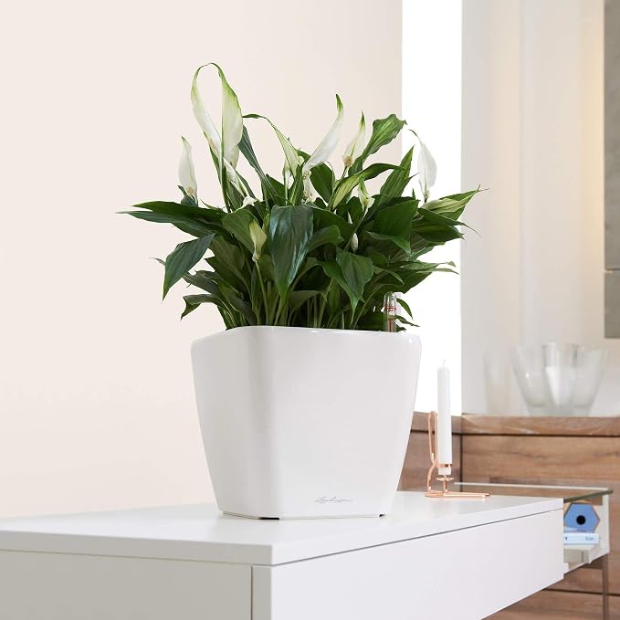 Lechuza Quadro LS 28 Charcoal Metallic, Self-Watering Square Planter, H10.2 L11 W11 in