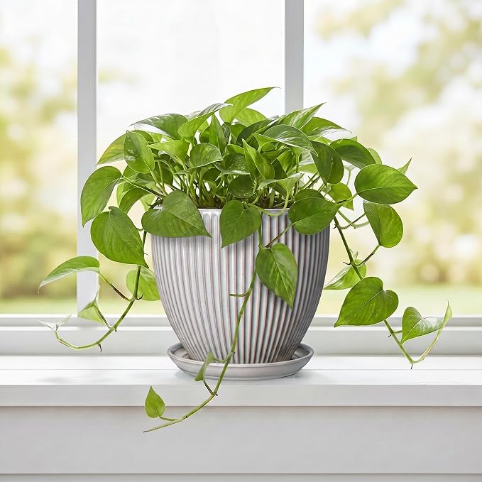 6 Inch Pots for Plants, Ceramic Plant Pots for Indoor Snake Plants, Round Succulent Planter with Drainage Hole and Saucer, Modern Decorative Flower Pot, Bathroom Decor, Gardening Gifts, Grey