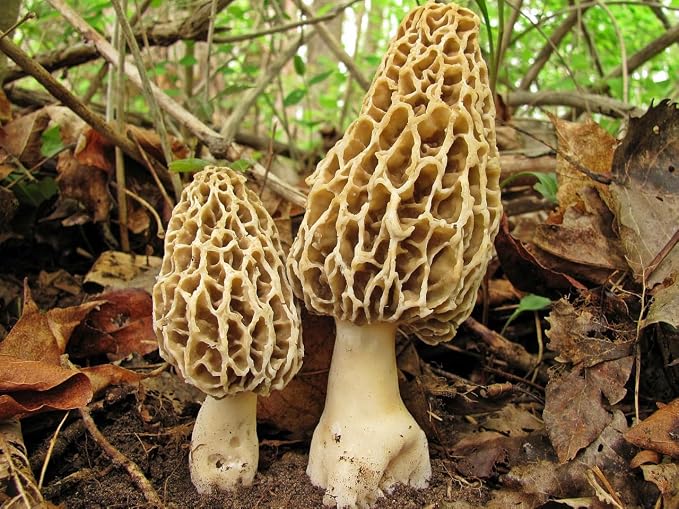 Morel Mushrooms Spores - Heirloom - GMO Free