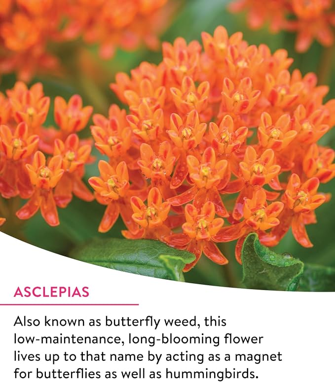 Burpee Wildflower Mix Monarch Sanctuary Seeds | 25,000 Non-GMO Seeds, 3 Types of Butterfly Weed Plus Cornflower, Lupine, Echinacea, and More | Pollinator Garden Attracts Monarch Butterflies