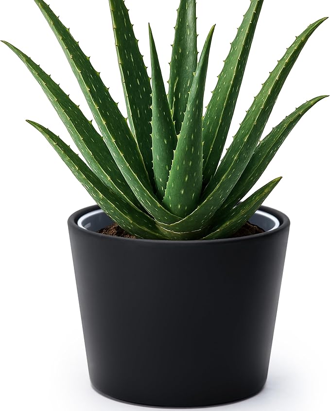 Phoenix Vine 6.6 Inch Black Plastic Cachepot with Clear Nursery Pot, Decorative Lightweight Planter Cover with Transparent Inner Pot for Indoor Houseplants, Pack of 1, 24-C-E-1